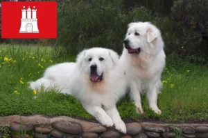 Read more about the article Pyrenean Mountain Dog Breeder și cățeluși în Hamburg