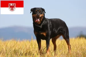 Read more about the article Rottweiler crescători și căței în Brandenburg