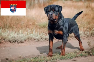 Read more about the article Rottweiler crescători și căței în Hessen