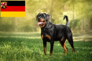 Read more about the article Rottweiler crescători și căței în Renania-Palatinat