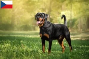 Read more about the article Rottweiler crescători și căței în Republica Cehă