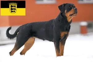 Read more about the article Rottweiler crescători și căței în Baden-Württemberg