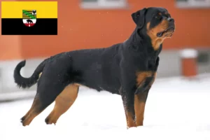 Read more about the article Rottweiler crescători și căței în Saxonia-Anhalt