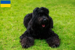 Read more about the article Rusă Black Terrier Breeder și căței în Ucraina