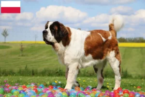 Read more about the article Crescători și căței Saint Bernard în Polonia