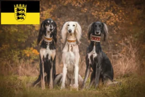 Read more about the article Crescători de Saluki și căței în Baden-Württemberg