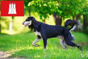 Read more about the article Crescători de Saluki și căței în Hamburg