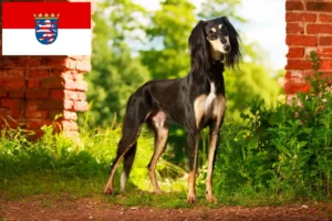 Read more about the article Crescători de Saluki și căței în Hessen