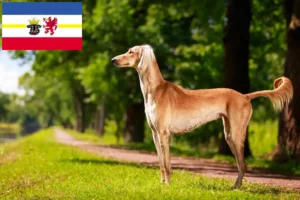 Read more about the article Crescători de Saluki și căței în Mecklenburg-Vorpommern