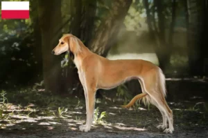 Read more about the article Saluki crescători și căței în Polonia