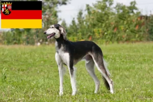 Read more about the article Crescători de Saluki și căței în Renania-Palatinat