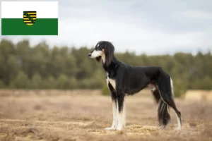 Read more about the article Crescători de Saluki și căței în Saxonia