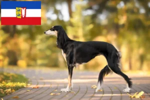 Read more about the article Crescători de Saluki și căței în Schleswig-Holstein