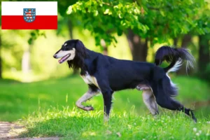 Read more about the article Crescători de Saluki și căței în Thuringia