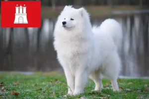 Read more about the article Crescători de Samoyed și căței în Hamburg