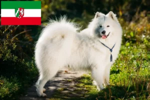 Read more about the article Crescători de Samoyed și căței în Renania de Nord-Westfalia