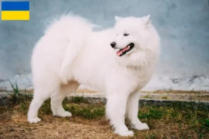 Read more about the article Samoyed crescători și căței în Ucraina