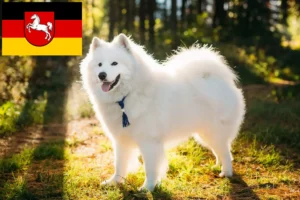 Read more about the article Crescători de Samoyed și căței în Saxonia Inferioară