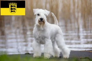 Read more about the article Schnauzer crescători și căței în Baden-Württemberg