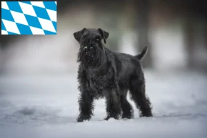 Read more about the article Schnauzer crescători și căței în Bavaria