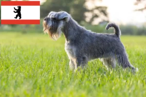 Read more about the article Schnauzer crescători și căței în Berlin