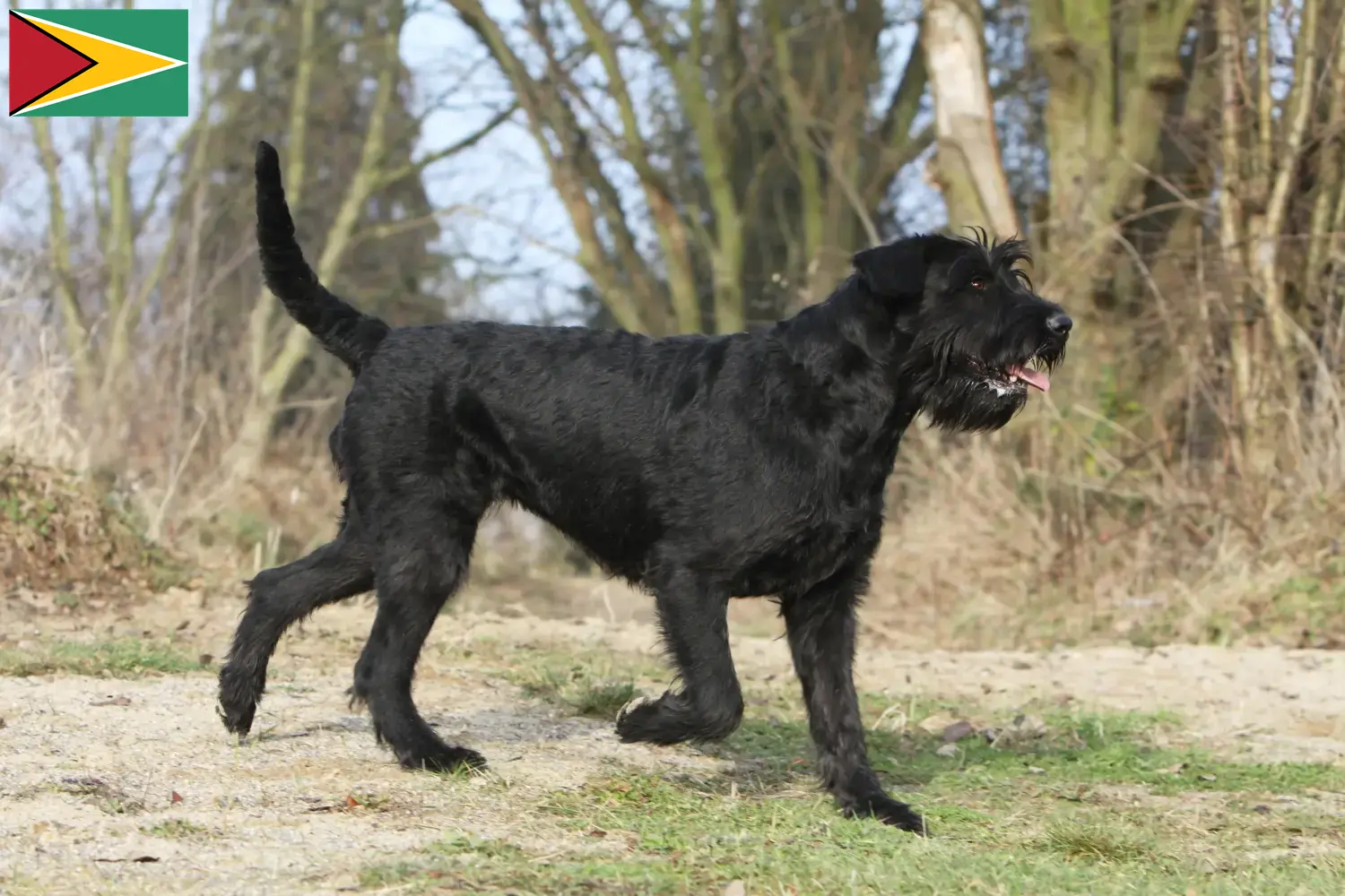 Read more about the article Schnauzer crescători și căței în Guyana