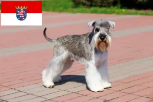 Read more about the article Schnauzer crescători și căței în Hessen