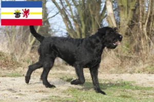 Read more about the article Schnauzer crescători și căței în Mecklenburg-Vorpommern