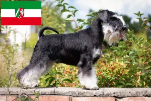 Read more about the article Crescători de Schnauzer și căței în Renania de Nord-Westfalia