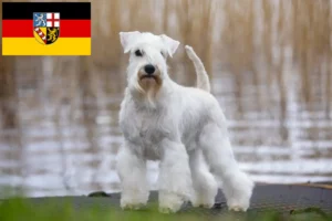 Read more about the article Schnauzer crescători și căței în Saarland