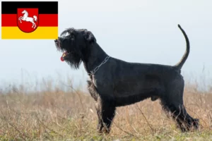 Read more about the article Crescători de Schnauzer și căței în Saxonia Inferioară