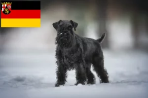 Read more about the article Schnauzer crescători și căței în Renania-Palatinat