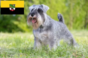 Read more about the article Schnauzer crescători și căței în Saxonia-Anhalt