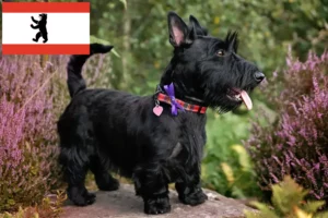 Read more about the article Scottish Terrier crescători și căței în Berlin