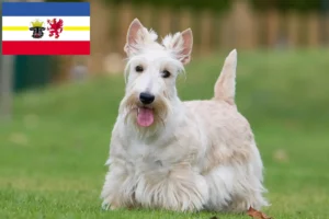 Read more about the article Scottish Terrier crescători și căței în Mecklenburg-Vorpommern