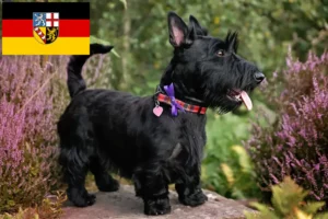 Read more about the article Scottish Terrier crescători și căței în Saarland