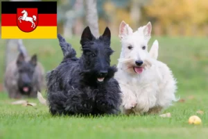 Read more about the article Scottish Terrier crescători și căței în Saxonia Inferioară