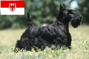 Read more about the article Scottish Terrier crescători și căței în Brandenburg