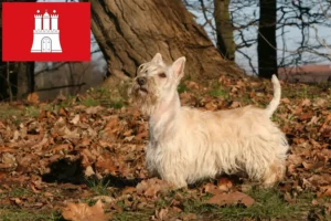 Read more about the article Scottish Terrier crescători și căței în Hamburg