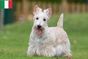 Read more about the article Crescători de Scottish Terrier și căței în Italia