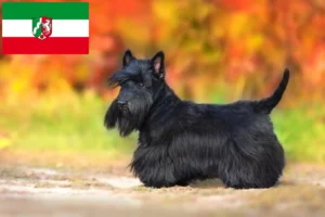 Read more about the article Scottish Terrier crescători și căței în Renania de Nord-Westfalia