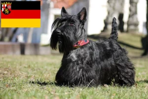 Read more about the article Scottish Terrier crescători și căței în Renania-Palatinat