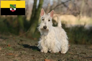 Read more about the article Scottish Terrier crescători și căței în Saxonia-Anhalt