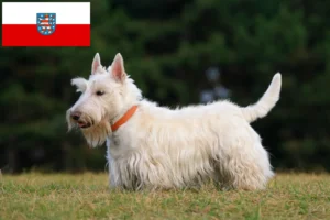 Read more about the article Scottish Terrier crescători și căței în Thuringia