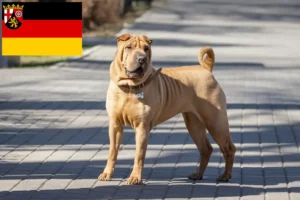 Read more about the article Shar-Pei crescători și căței în Renania-Palatinat