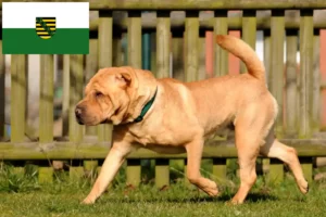 Read more about the article Shar-Pei crescători și căței în Saxonia