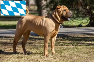 Read more about the article Shar-Pei crescători și căței în Bavaria