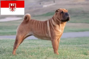 Read more about the article Shar-Pei crescători și căței în Brandenburg