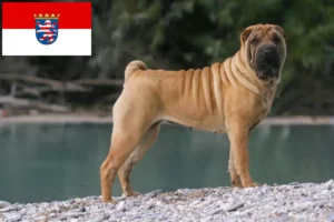 Read more about the article Shar-Pei crescători și căței în Hessen