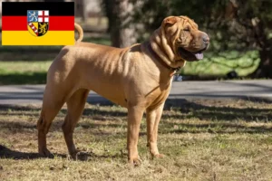 Read more about the article Shar-Pei crescători și căței în Saarland